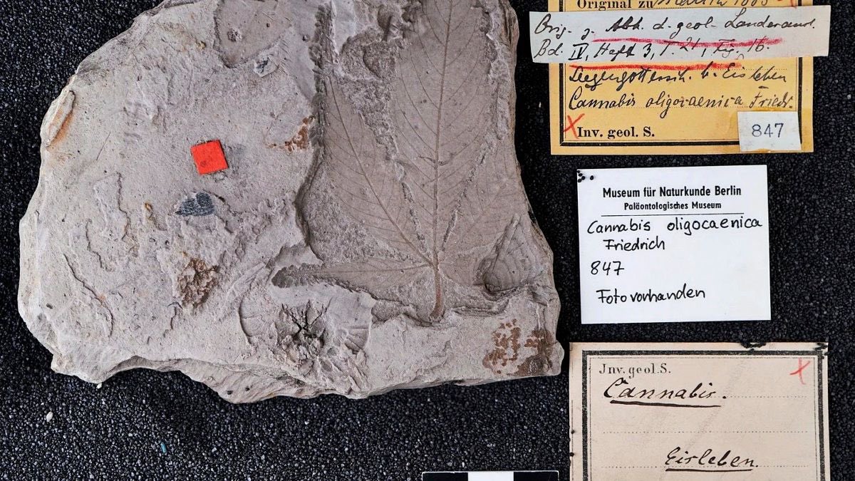 timtrichome's tweet photo. As they say, they have found the oldest cannabis fossils yet and who would have thought they come from Germany/Saxony Anhalt. https://t.co/o3HjTjO6RJ