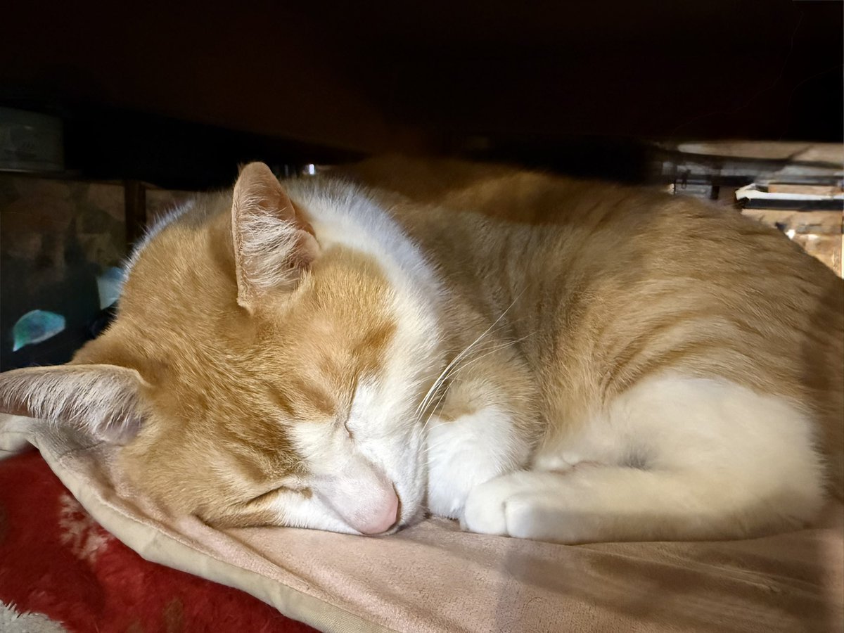 じゃんぷこ tweet media