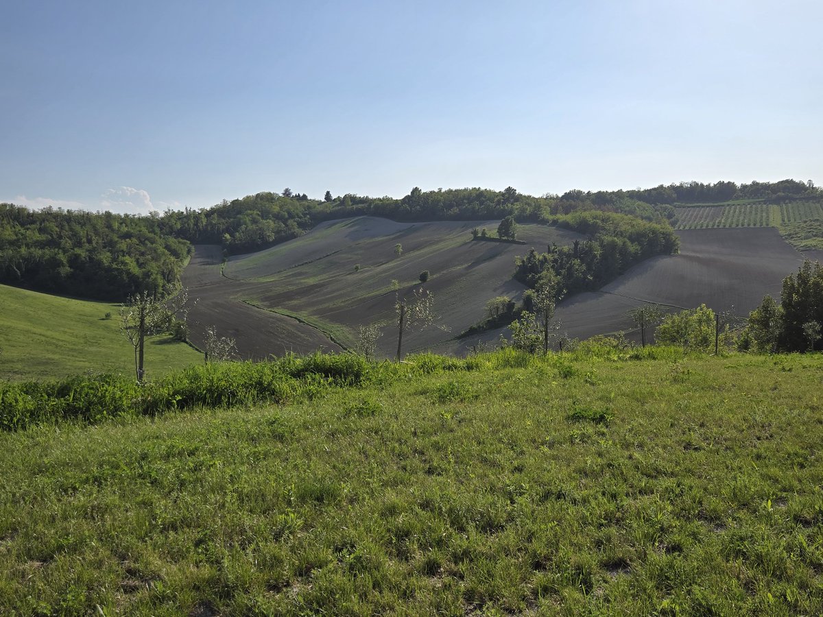 Stefano Berti 🐼🦡 tweet media