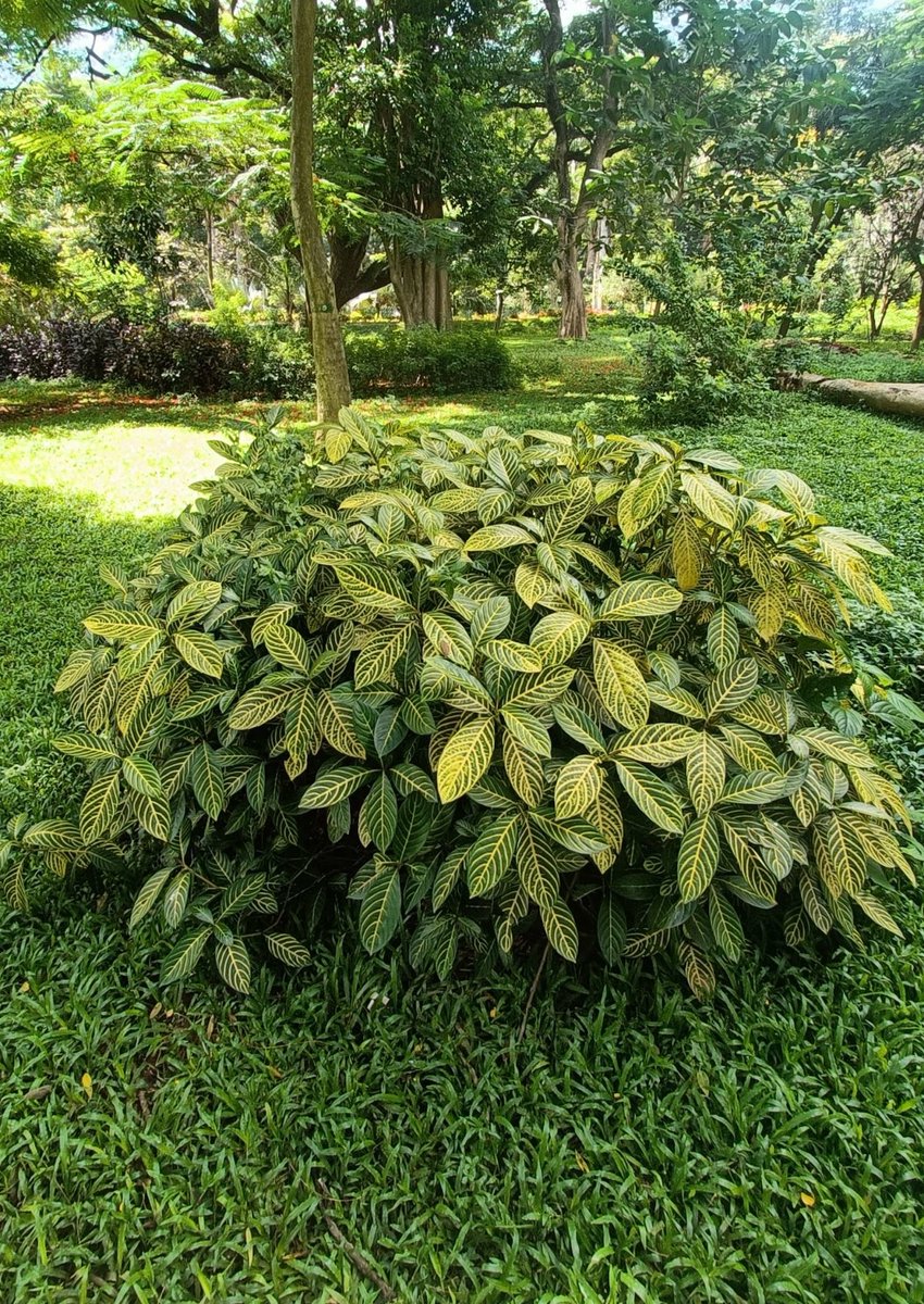 Bingo_mk's tweet image. G R E E N is my favourite 🌿💚🌿

#Nature #Trees #Treetime
#Treepeople #Treeclub #Green