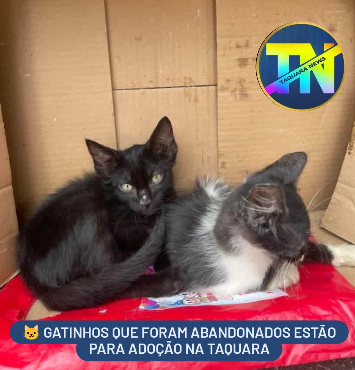 taquararjnews's tweet photo. 🐱 GATINHOS ABANDONADOS ESTÃO PARA ADOÇÃO NA TAQUARA

Neste Domingo, esses dois gatinhos filhotes foram encontrados dentro de uma caixa de papelão no lixo na Estrada da Boiúna 330, perto do Rede Economia, na Taquara.

Se alguém quiser adotá-los, por favor, entre em contato com o número 21 98803-4424.