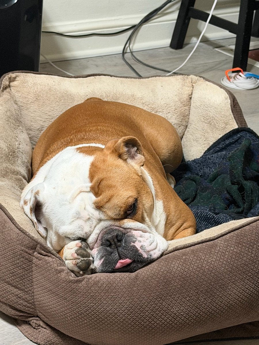 Jack the Bulldog tweet media