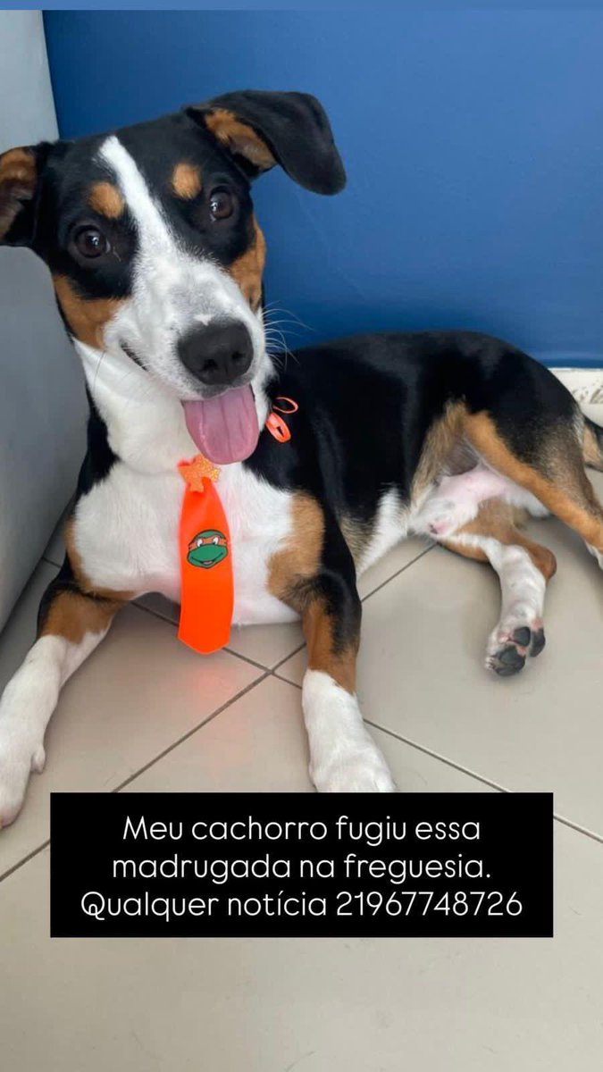 PROCURA-SE DOGUINHO NA TAQUARA