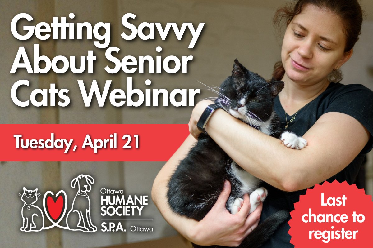 Senior cats need special care. Join us for an insightful webinar with veterinarian, Dr. Glenys Hughes on April 21!

Learn all about how to meet your cat's needs in their golden years. Register now: bit.ly/4e7RTOs