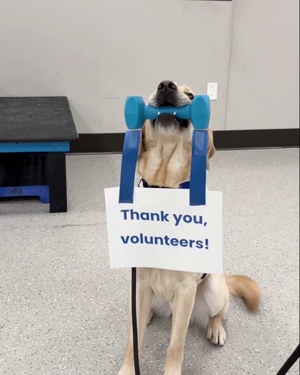 canineorg's tweet image. Happy #NationalVolunteerWeek! 🫶 Thank you to all our #volunteers for supporting our mission to provide #servicedogs to people with disabilities! 🐕‍🦺💛💙  

#servicedog #NationalVolunteerMonth #GlobalVolunteerMonth #LeadWithIndependence #NVW2026