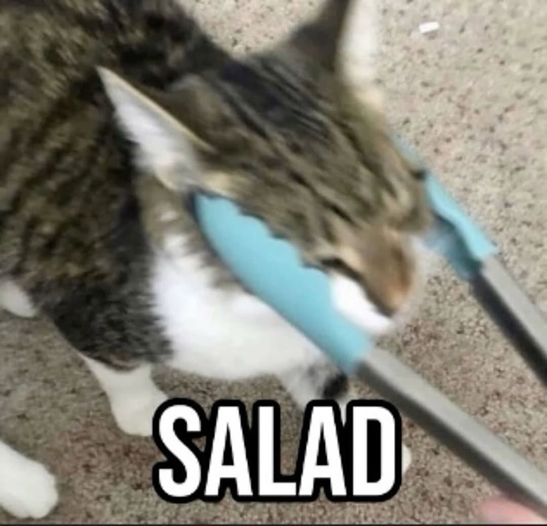 No Cats No Life (@nocatsnolife_m) on Twitter photo 