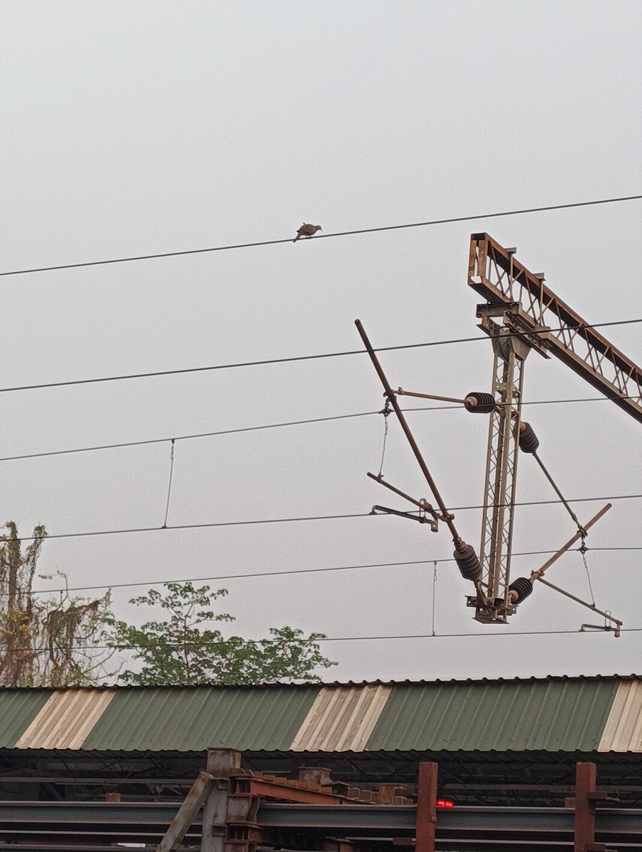 abhishekr7556's tweet image. Spotted Dove 
Madhukunda , West Bengal 
@IndiAves #birds #birding #birdwatching #birdphotography #nature #green #naturephotography  #BirdsofBengal