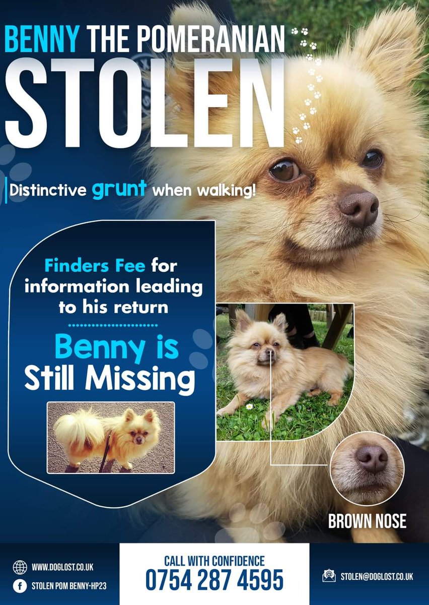 MissingPetsGB's tweet image. Almost 6 years years ago BENNY was stolen in Tring #HP23 on 17 Dec 2020
He is microchipped &amp;amp; flagged as stolen
BENNY HAS BREATHING DIFFICULTIES &amp;amp; MAKES A VERY DISTINCTIVE GRUNT Benny is still #missing
#stolendoghour