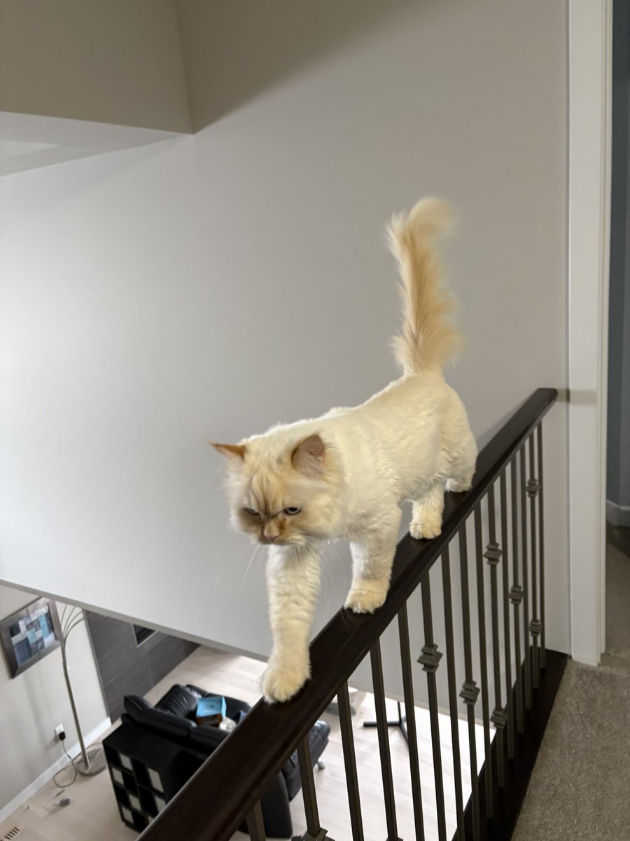 Hemi Himalayan + Natalie🇨🇦🇺🇦 tweet media