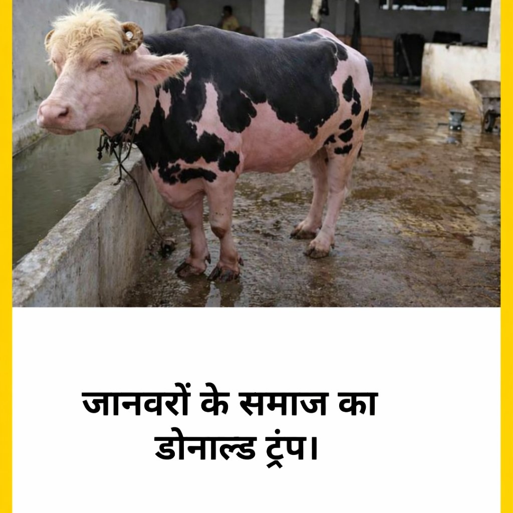 Nainu🩶 tweet media