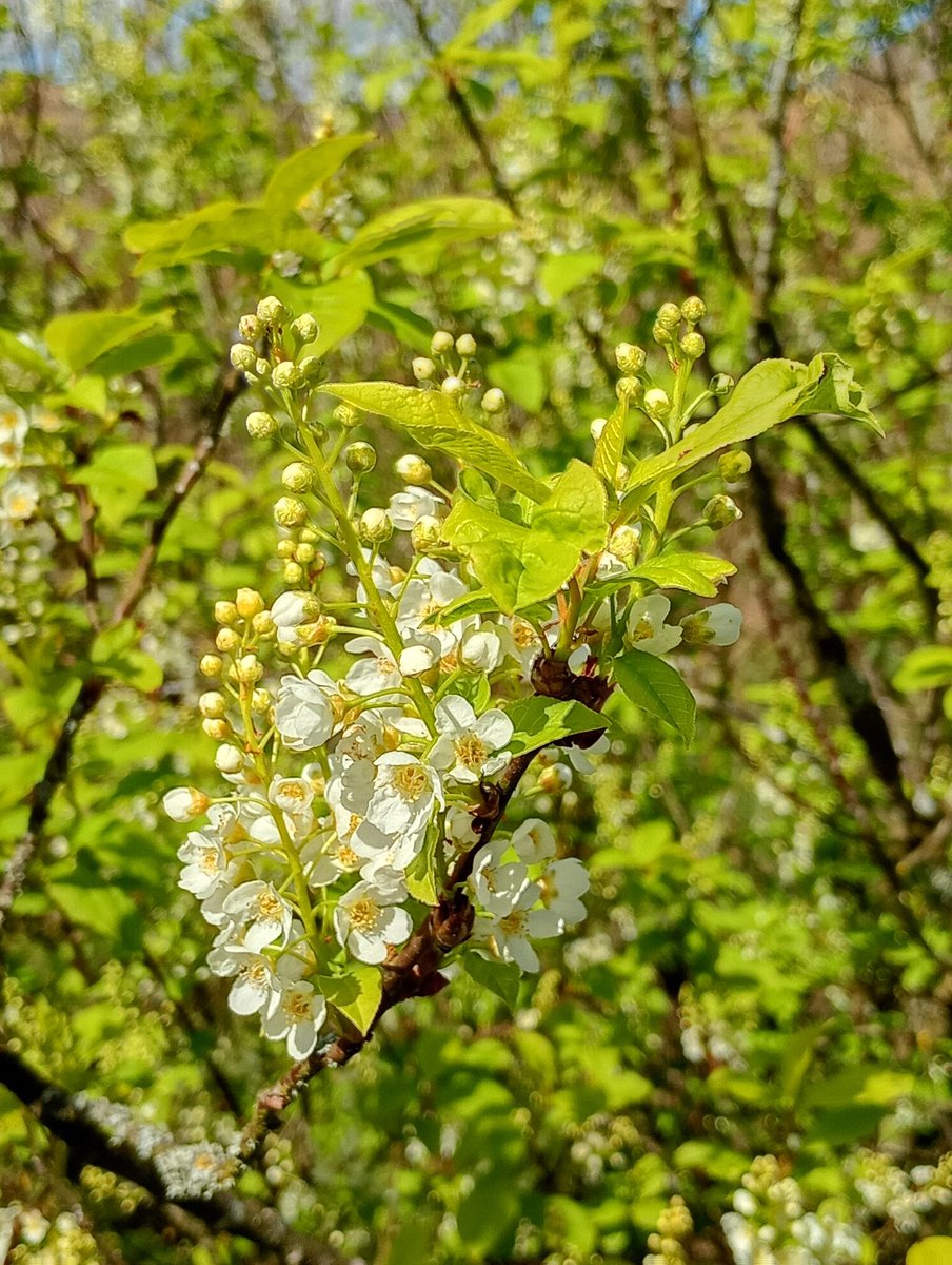 Bambigoesforth's tweet image. Highlights from today's walk on the TPT in Longdendale.
#walking #spring #blossoms #nature #wildflowers