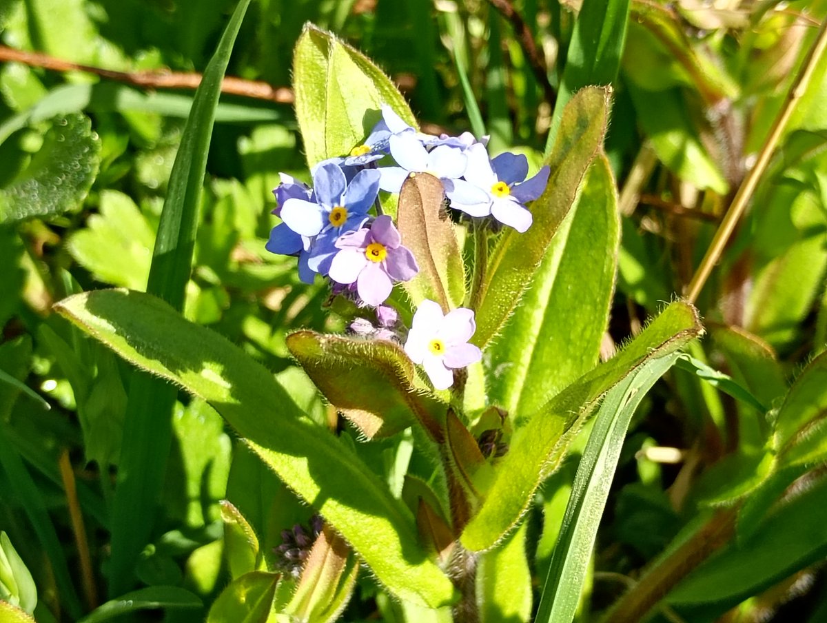 Bambigoesforth's tweet image. Highlights from today's walk on the TPT in Longdendale.
#walking #spring #blossoms #nature #wildflowers