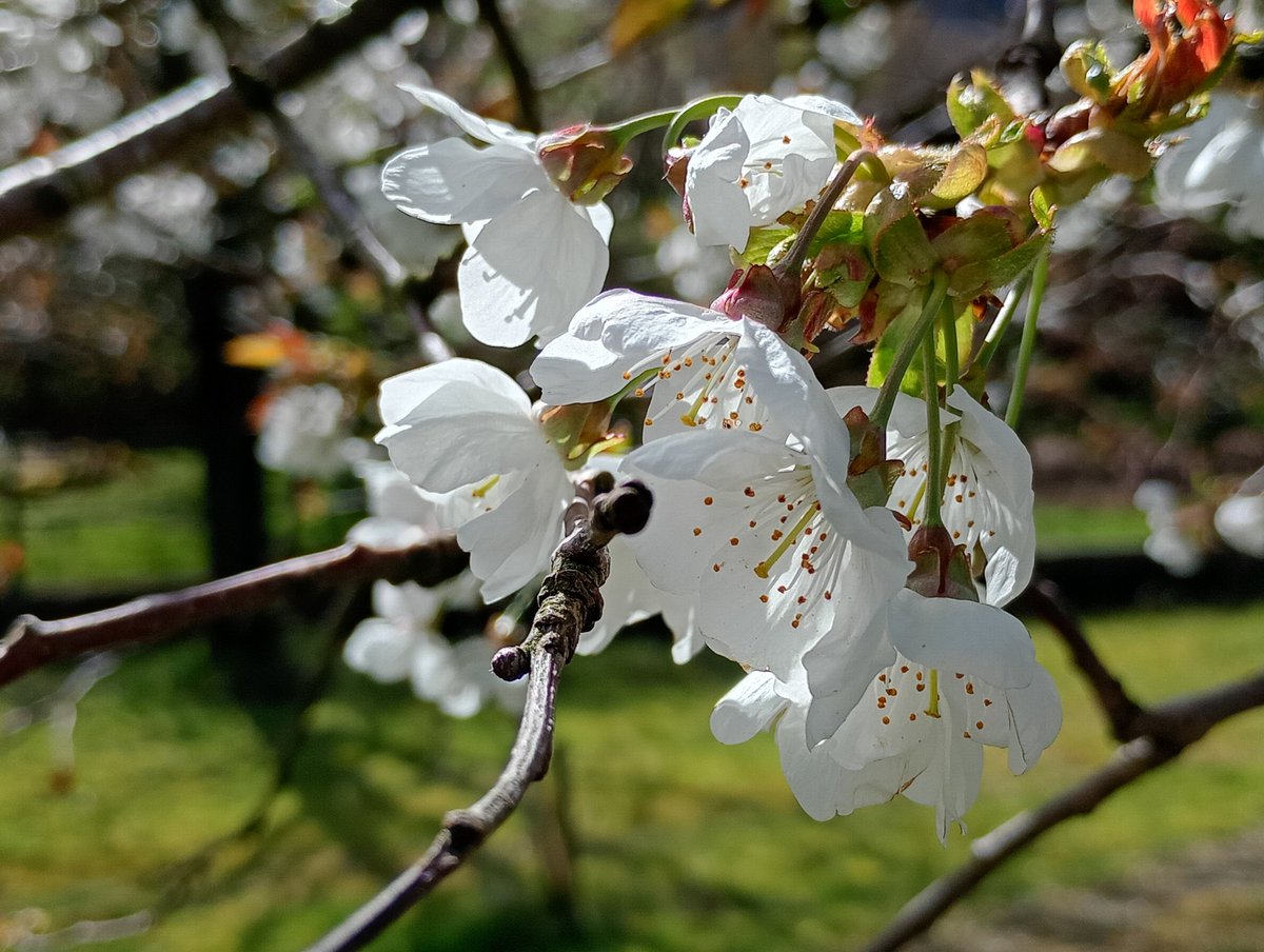 Bambigoesforth's tweet image. Highlights from today's walk on the TPT in Longdendale.
#walking #spring #blossoms #nature #wildflowers