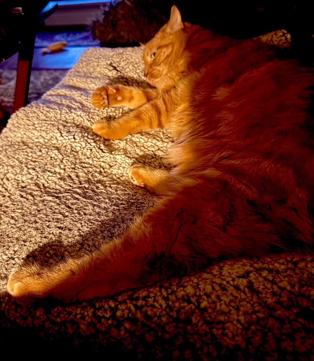 MsB0759's tweet photo. A little blue friend came to visit his little orange friend…too bad orange boy was too chilled to entertain Mr Blue Jay💤😽💙🧡
Happy Sunday pals! 🐯🍊🧡#CatsOfTwitter #CatsOfX #BlueJay #SnoozingSunday https://t.co/mUTDYCvxLf