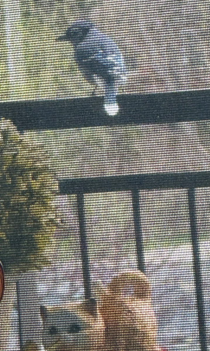 MsB0759's tweet photo. A little blue friend came to visit his little orange friend…too bad orange boy was too chilled to entertain Mr Blue Jay💤😽💙🧡
Happy Sunday pals! 🐯🍊🧡#CatsOfTwitter #CatsOfX #BlueJay #SnoozingSunday https://t.co/mUTDYCvxLf