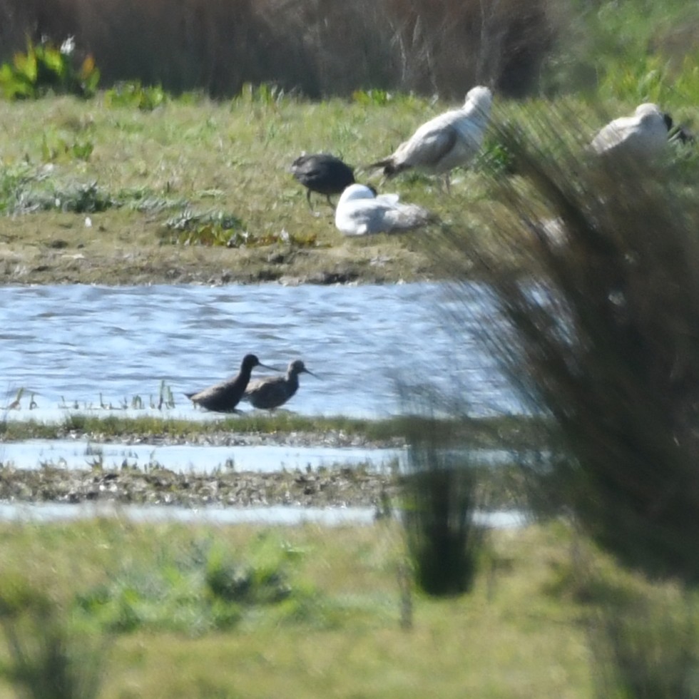 Baldbirder1's tweet image. Nice selection at RSPB Worth Marshes this morning - 2x Spotshanks being the highlight, but summer migrants and breeding waders doing their bit to impress. @Natures_Voice @Sandwichbirdobs @KentishPlover #birding @BirdWiseEK