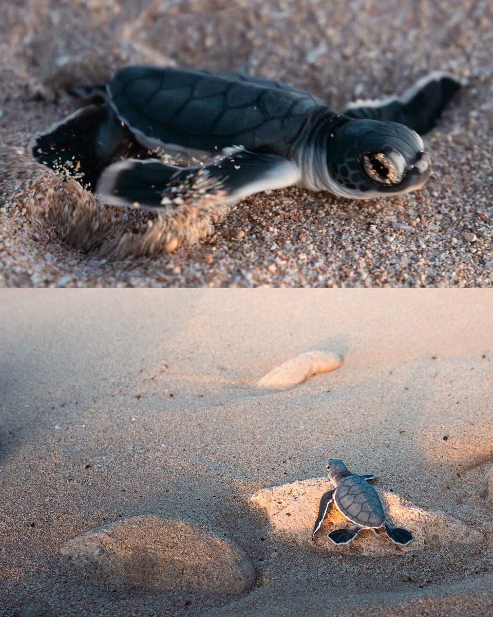 World Ocean Day tweet media
