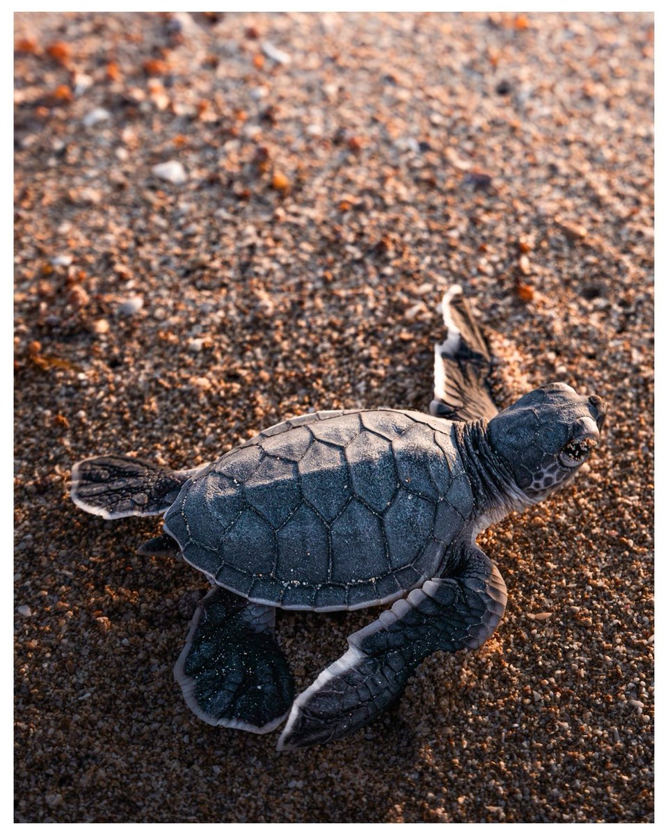 World Ocean Day tweet media