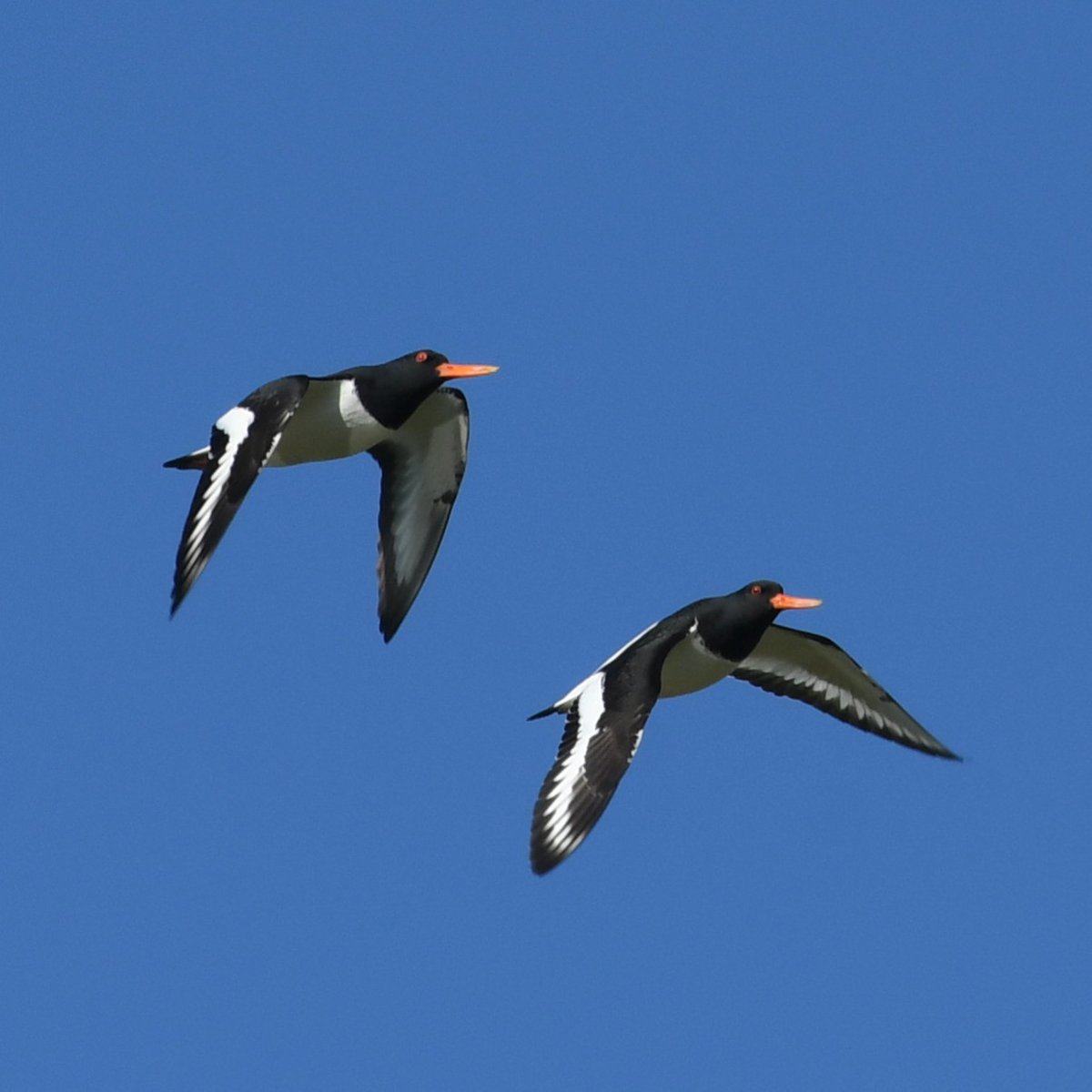 Baldbirder1's tweet image. Nice selection at RSPB Worth Marshes this morning - 2x Spotshanks being the highlight, but summer migrants and breeding waders doing their bit to impress. @Natures_Voice @Sandwichbirdobs @KentishPlover #birding @BirdWiseEK