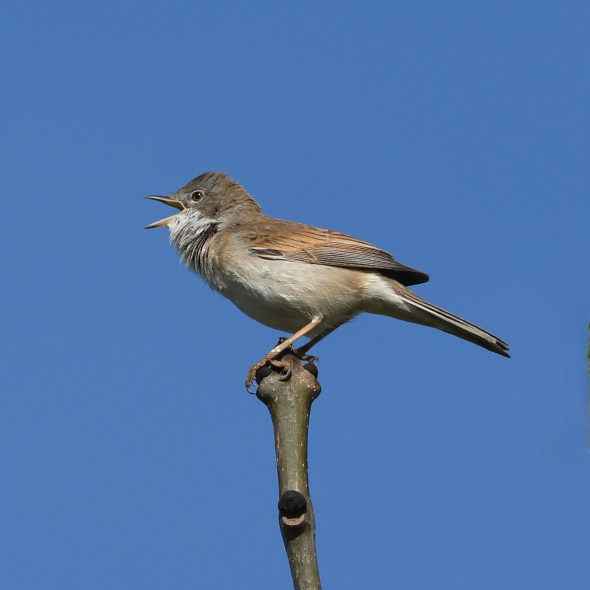 Baldbirder1's tweet image. Nice selection at RSPB Worth Marshes this morning - 2x Spotshanks being the highlight, but summer migrants and breeding waders doing their bit to impress. @Natures_Voice @Sandwichbirdobs @KentishPlover #birding @BirdWiseEK