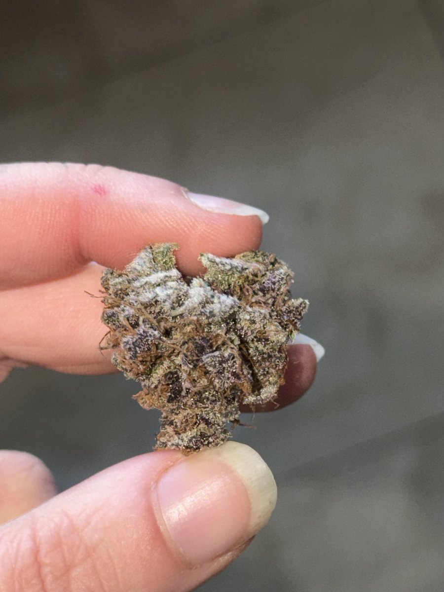 ☥ 𝐙𝐢𝐠𝐠𝐲 ☥🦇⚜️| nr 1 bread lover tweet media