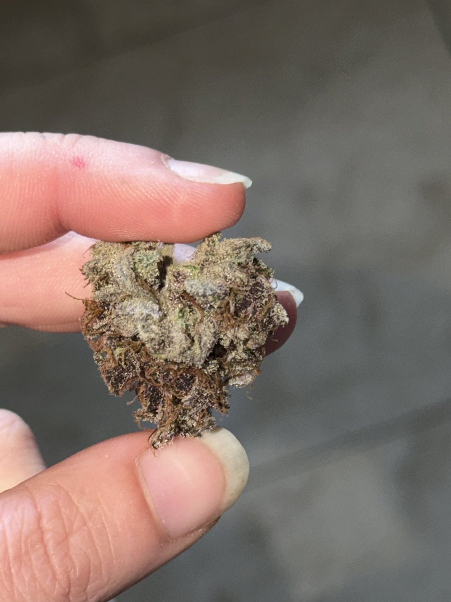 ☥ 𝐙𝐢𝐠𝐠𝐲 ☥🦇⚜️| nr 1 bread lover tweet media