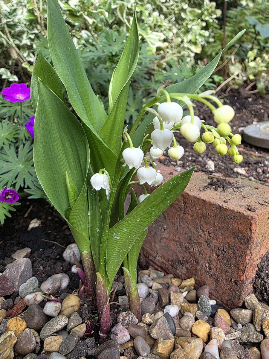 Rachael67947693's tweet image. Ive got bigger sock you in the eye plants but there is something so special about Lily of the Valley 💗
#flower #garden #gardening #nature