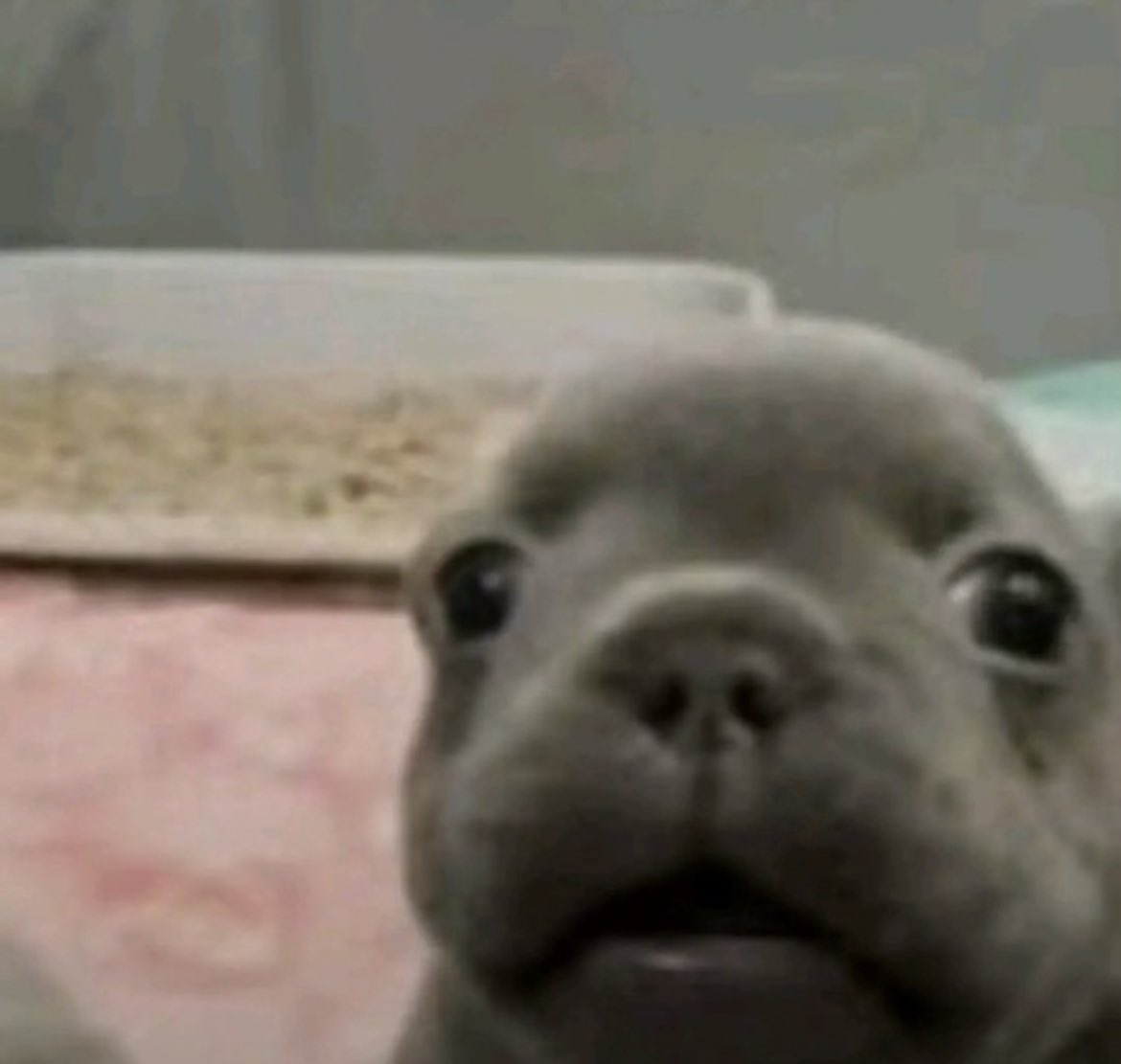 Speczinhu tweet media