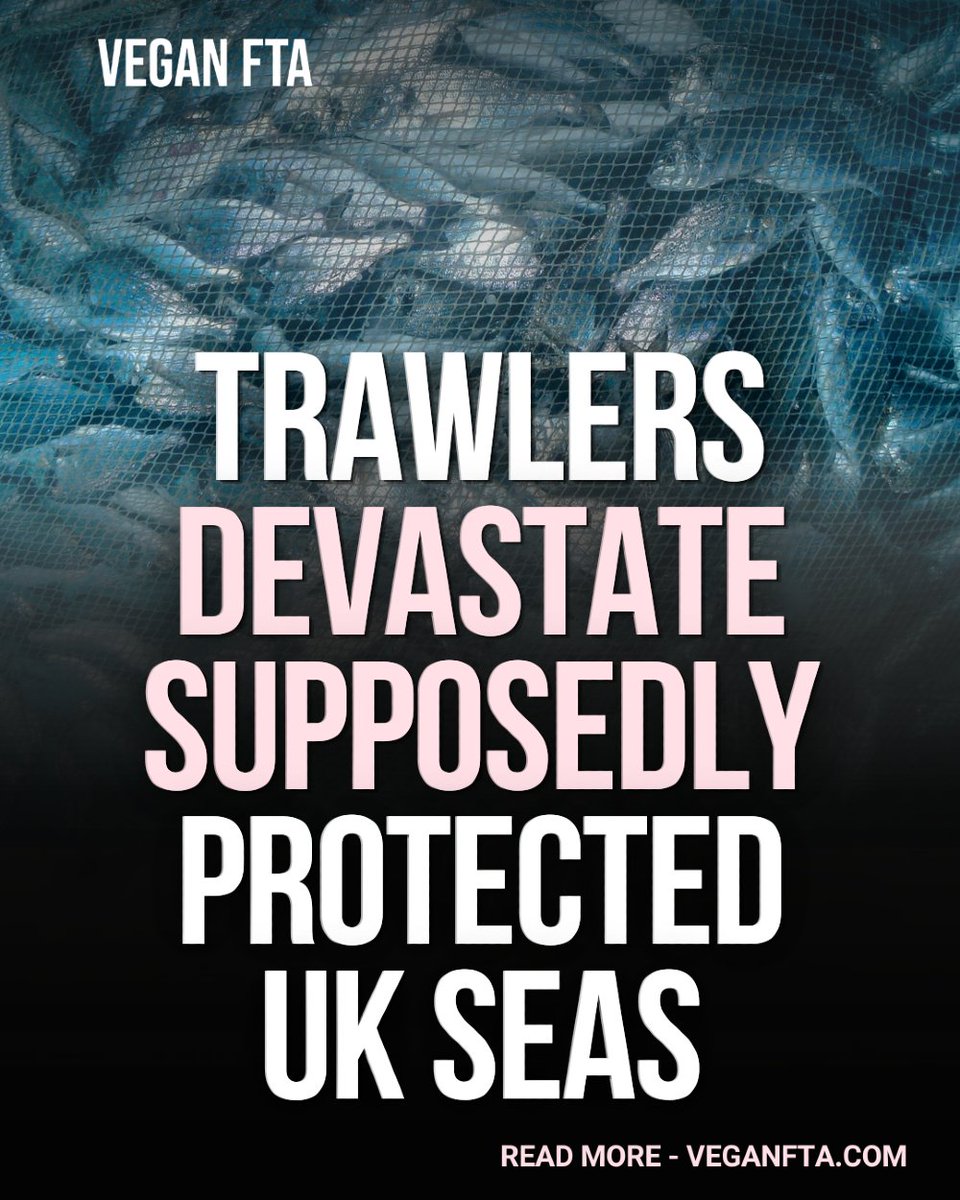 teamveganfta's tweet photo. A new analysis has revealed that supposedly protected British waters are being scoured by industrial trawlers, despite official claims that they safeguard fragile marine ecosystems. 🌊

Read the full article 👇
https://t.co/aPOpeMkENX

#oceans #fishing #conservation https://t.co/VQPN9j31jr