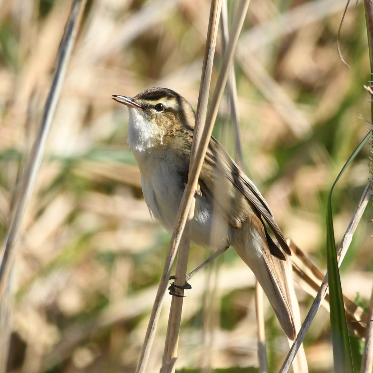 Baldbirder1's tweet image. Nice selection at RSPB Worth Marshes this morning - 2x Spotshanks being the highlight, but summer migrants and breeding waders doing their bit to impress. @Natures_Voice @Sandwichbirdobs @KentishPlover #birding @BirdWiseEK
