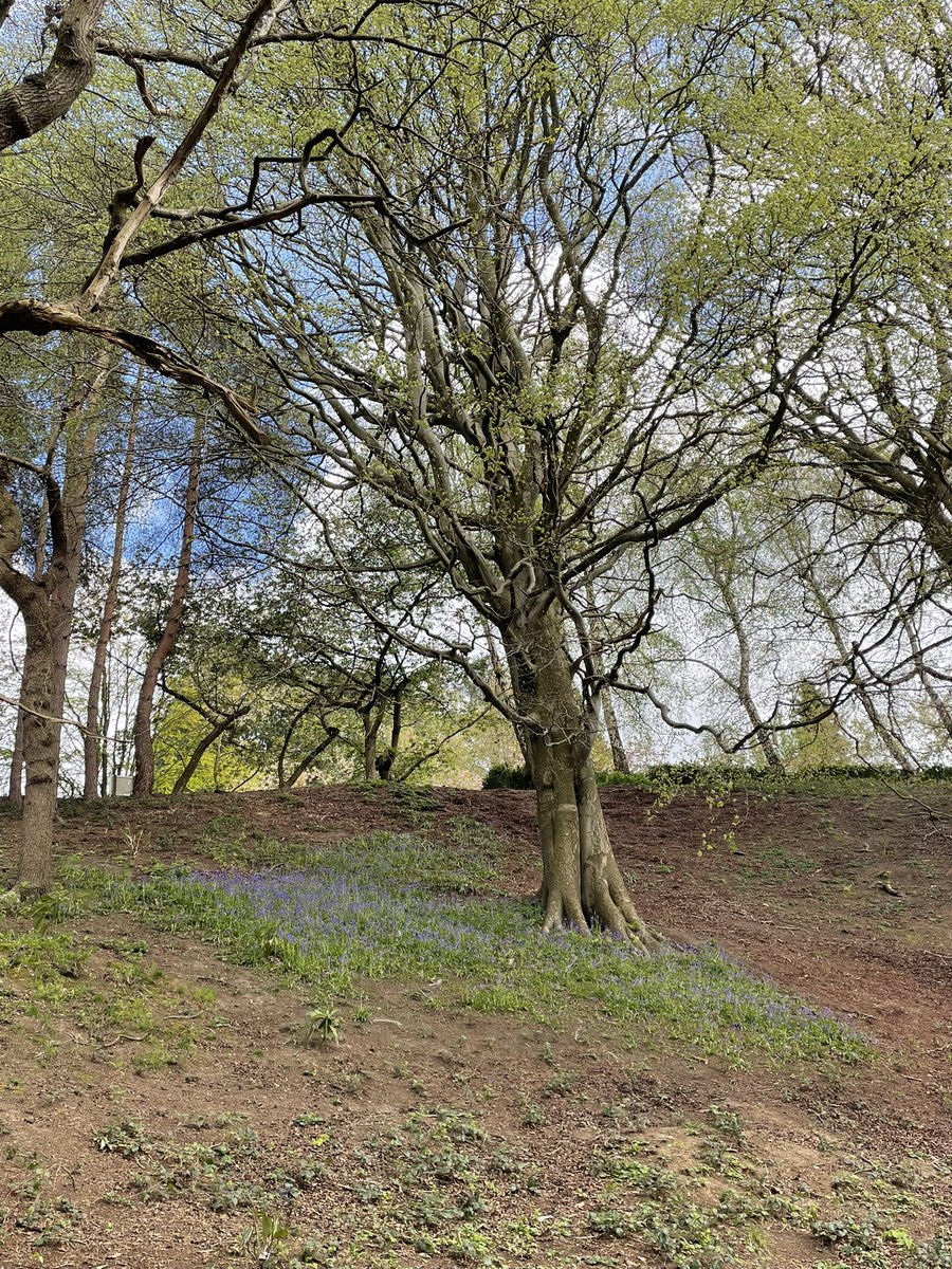 devereux1655's tweet image. A trip to Durham botanical gardens #trees #nature #TreeClub 🌴🌳🌲