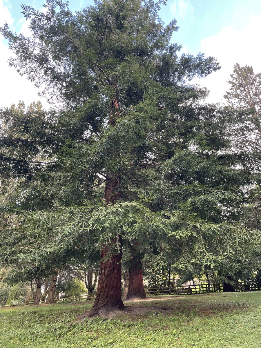 devereux1655's tweet image. A trip to Durham botanical gardens #trees #nature #TreeClub 🌴🌳🌲