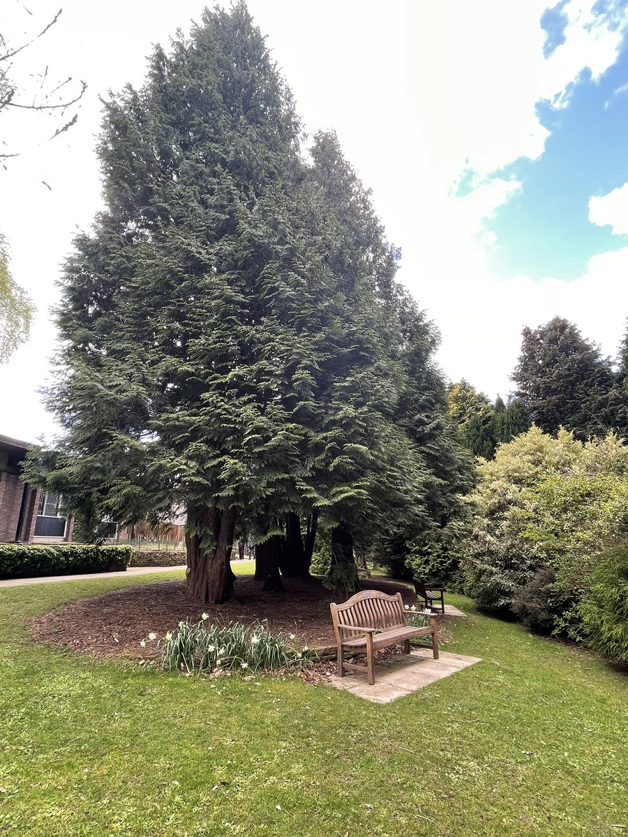 devereux1655's tweet image. A trip to Durham botanical gardens #trees #nature #TreeClub 🌴🌳🌲