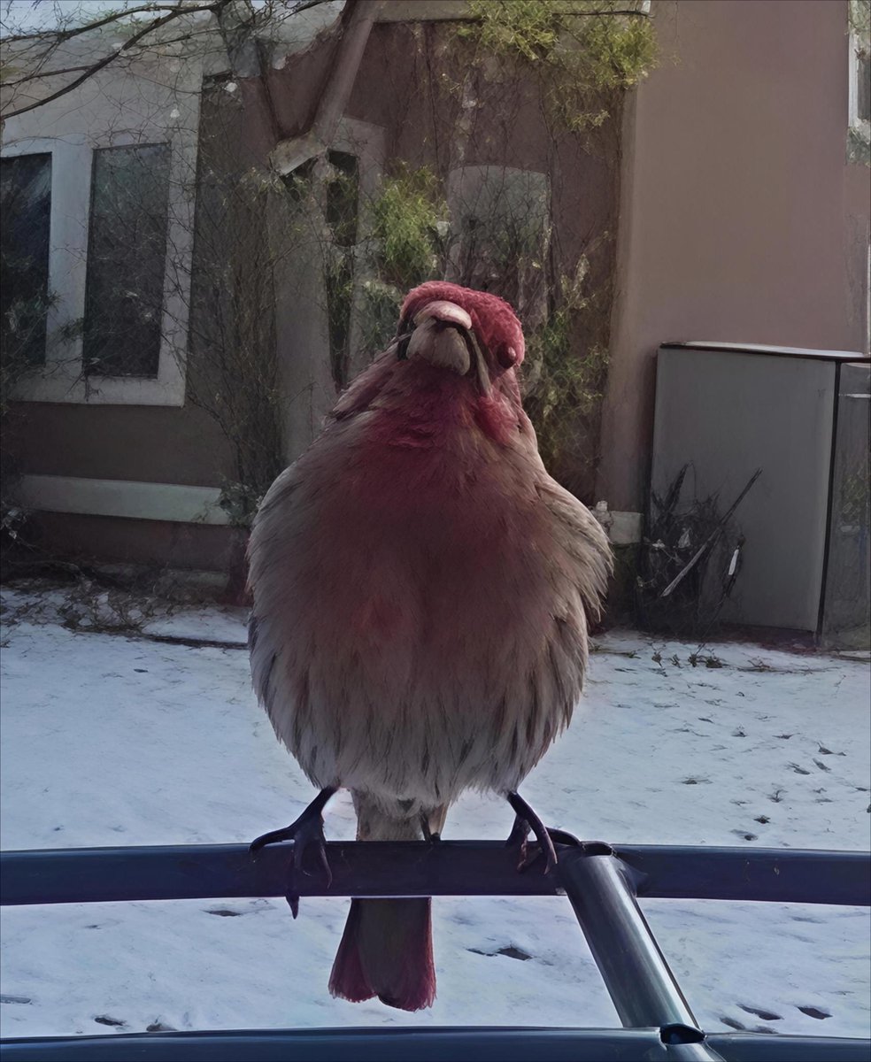 cbielinski's tweet image. #Runstreak Day# 5246-52 611.2 Yr miles, 29154.4 total miles Start date:12/3/11 Week miles: 28.0 #running, 5 days #lifting, 47.3 #bike miles.  Random pictures from #birdfeedercamera marathon # 63 next Saturday - Garmin Olathe Marathon