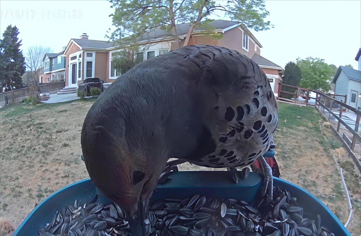 cbielinski's tweet image. #Runstreak Day# 5246-52 611.2 Yr miles, 29154.4 total miles Start date:12/3/11 Week miles: 28.0 #running, 5 days #lifting, 47.3 #bike miles.  Random pictures from #birdfeedercamera marathon # 63 next Saturday - Garmin Olathe Marathon