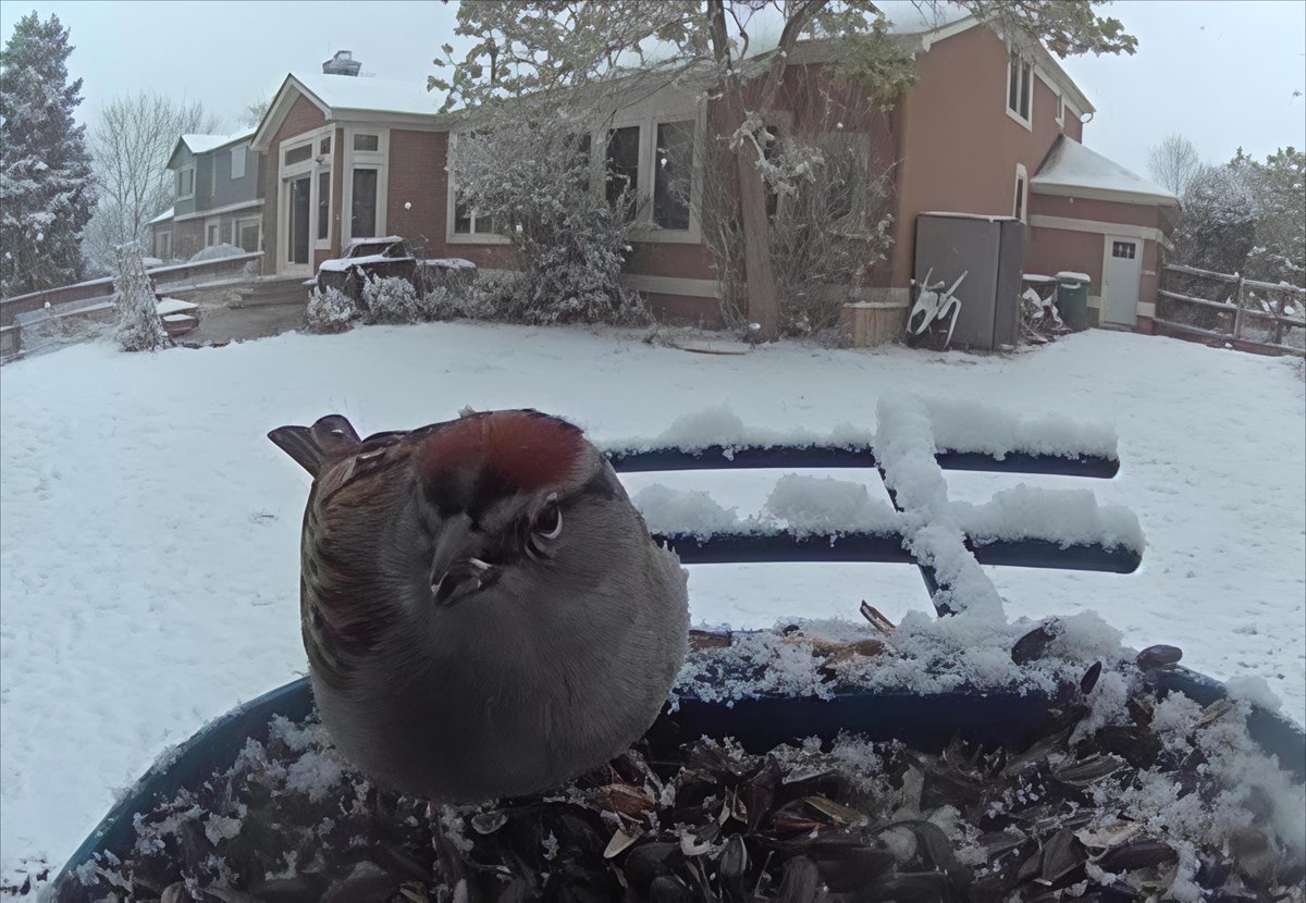 cbielinski's tweet image. #Runstreak Day# 5246-52 611.2 Yr miles, 29154.4 total miles Start date:12/3/11 Week miles: 28.0 #running, 5 days #lifting, 47.3 #bike miles.  Random pictures from #birdfeedercamera marathon # 63 next Saturday - Garmin Olathe Marathon