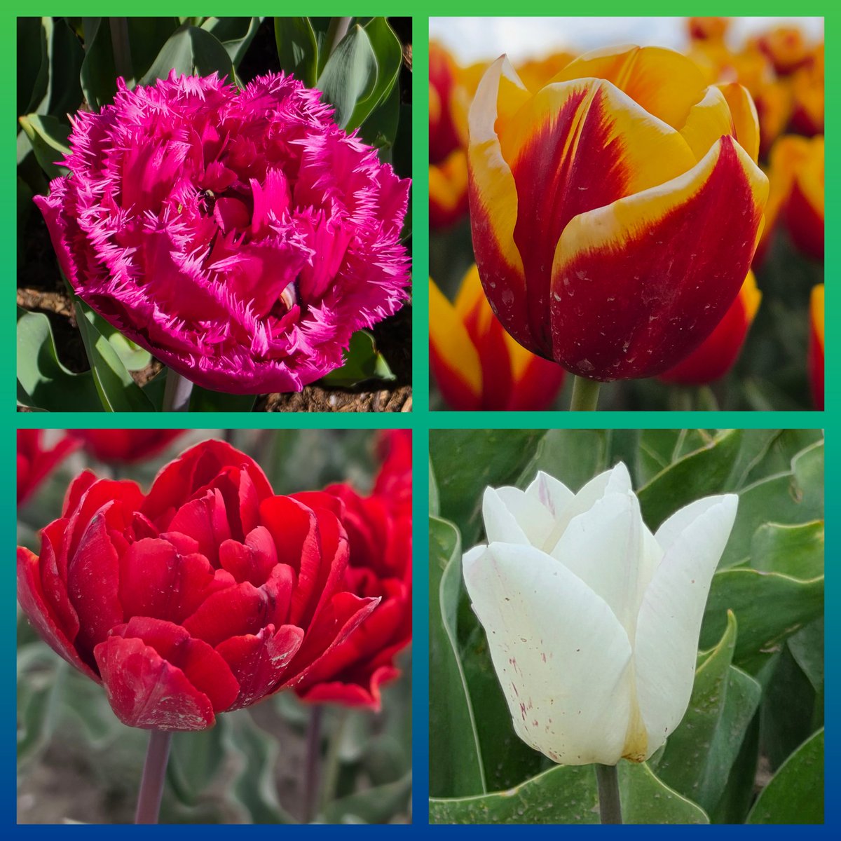 CeeJay0709's tweet photo. #bollenroute gereden vandaag  #tulpen #tulpenbollen #tulp https://t.co/I8mSiyZrc5