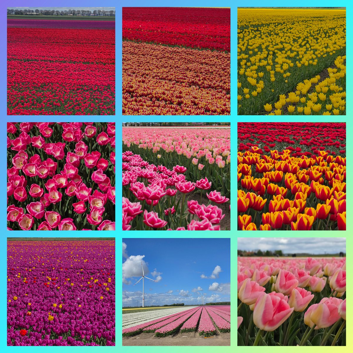 CeeJay0709's tweet photo. #bollenroute gereden vandaag  #tulpen #tulpenbollen #tulp https://t.co/I8mSiyZrc5
