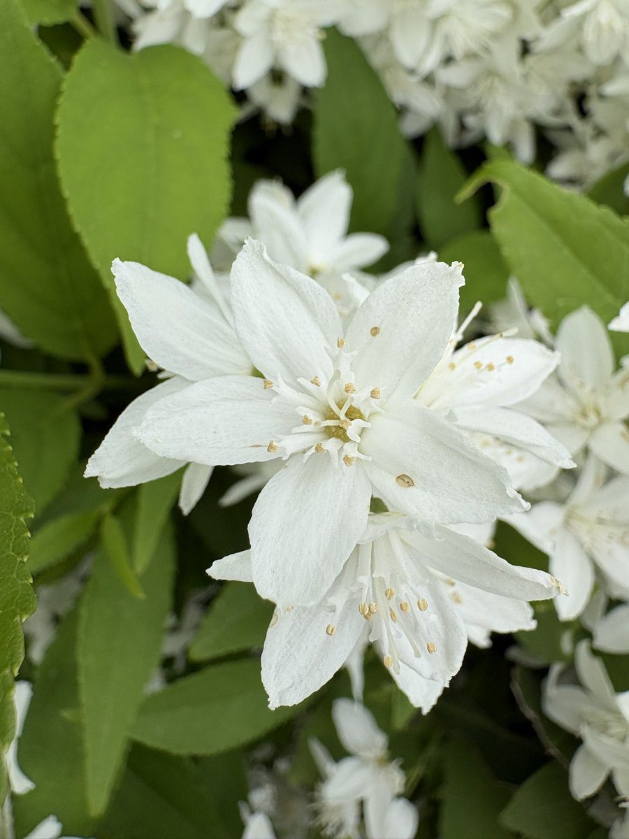 Clemsou™ 🍀 tweet media