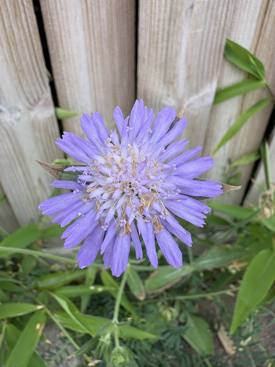 Clemsou™ 🍀 tweet media