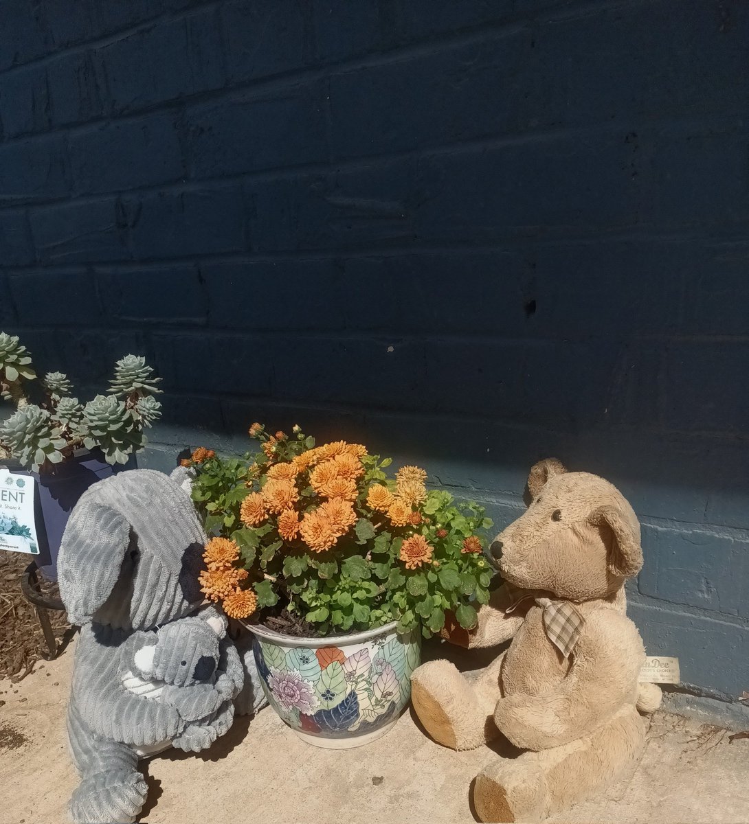 BogartSmith3's tweet image. Day 19 Hanging out.  Sometimes I love hanging out with friends, Cindy, me and Sam enjoying some sun and flowers 🌻.  #PostAFavPic4VioletApr26 #Teddy