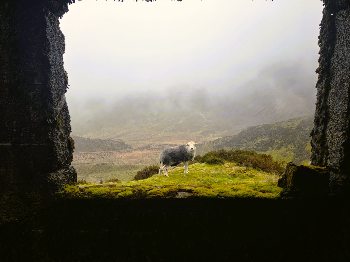 PaulAustinMurp2's tweet image. I took this #photo looking out of a #mine building high up in the hills above #Coledale. I reckon this dead mine is around 700 metres above sea level. This isn't the mine at Coledale head. It's farther up and hidden.