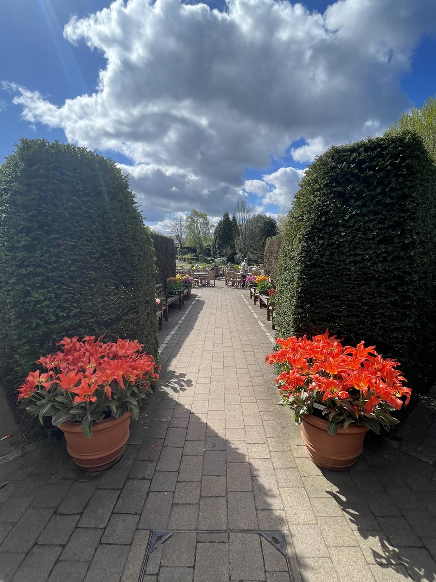 devereux1655's tweet image. Durham botanical gardens #trees #TreeClub #SundayBlessings #Sunshines 🌸🌼🌺