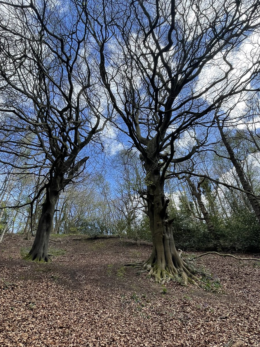 devereux1655's tweet image. Durham botanical gardens #trees #TreeClub #SundayBlessings #Sunshines 🌸🌼🌺