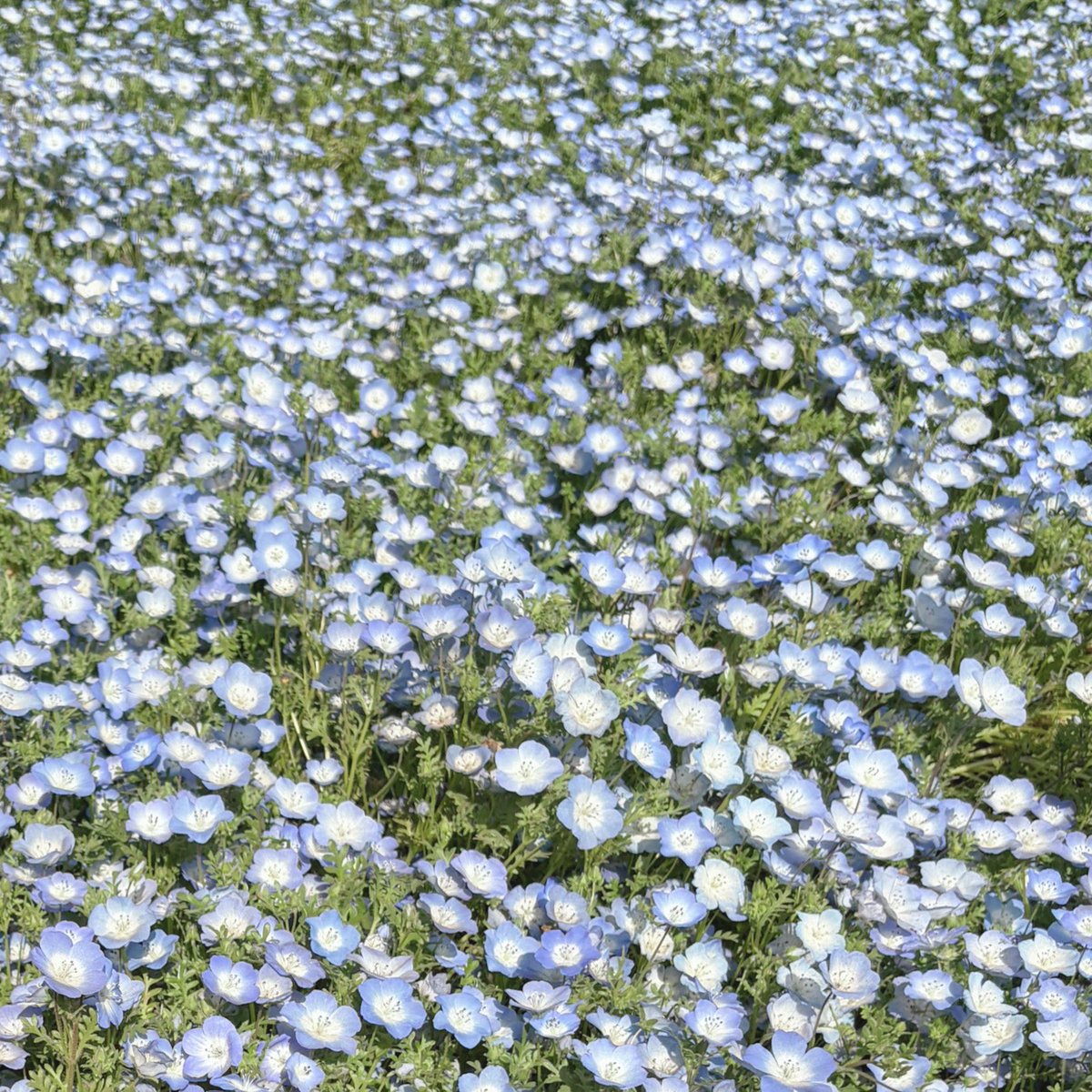 ぴの౨ৎﾟ tweet media