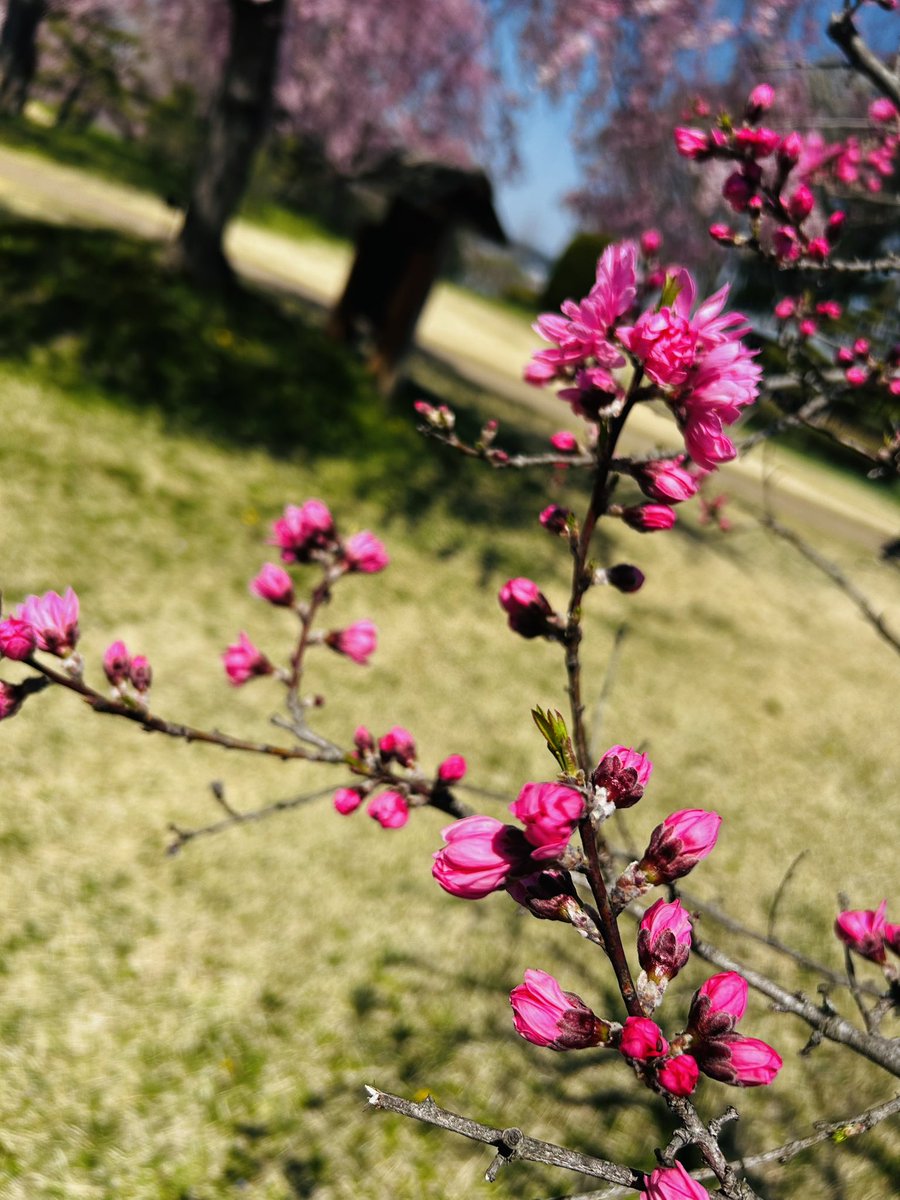 アンナ(言の葉の呼吸) tweet media