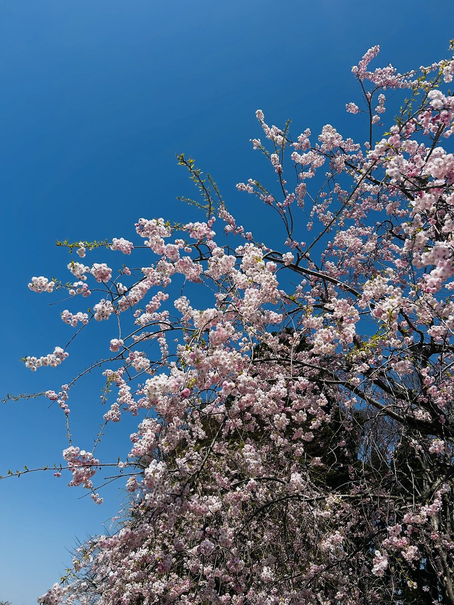 アンナ(言の葉の呼吸) tweet media