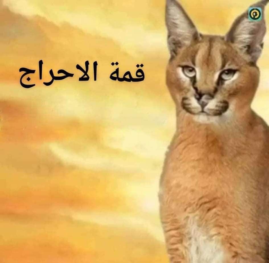 دحوم م م م م م م tweet media