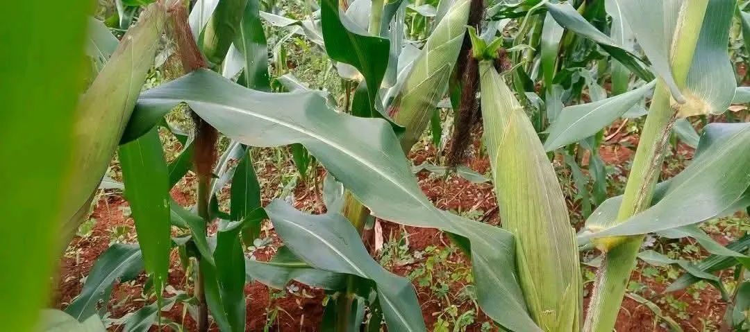 Jerryyyyy221's tweet image. Ethiopia’s maize irrigation initiative is reaching new heights! 🌽 This success is a powerful testament to our journey from aid dependency to food sovereignty. We are building a nation that can feed itself. The dream is becoming a reality. 🇪🇹 #Ethiopia #FoodSecurity #Agriculture