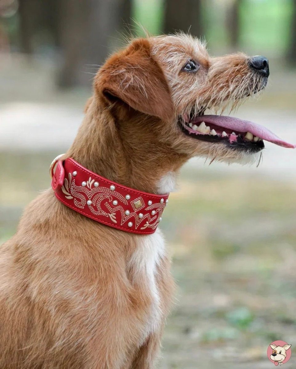 Posh Puppy Boutique tweet media